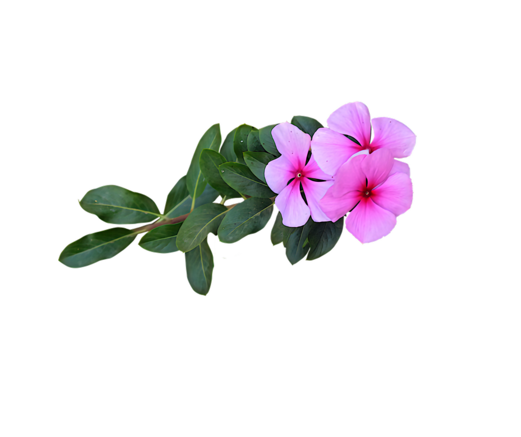 Vibrant Pink Vinca Flowers on Transparent Background for Designs Wallpaper