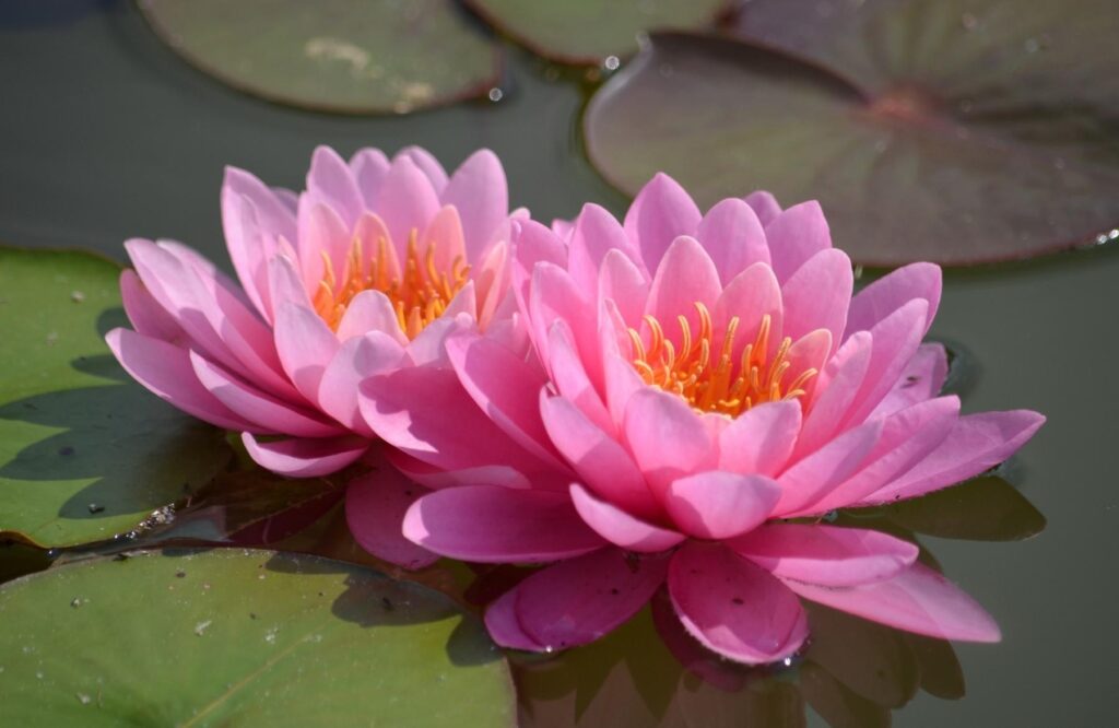 Serene Pink Water Lilies on Tranquil Water Background Wallpaper