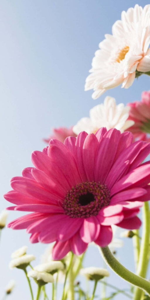 Vibrant Pink and White Daisy Flowers Wallpaper - Spring Background