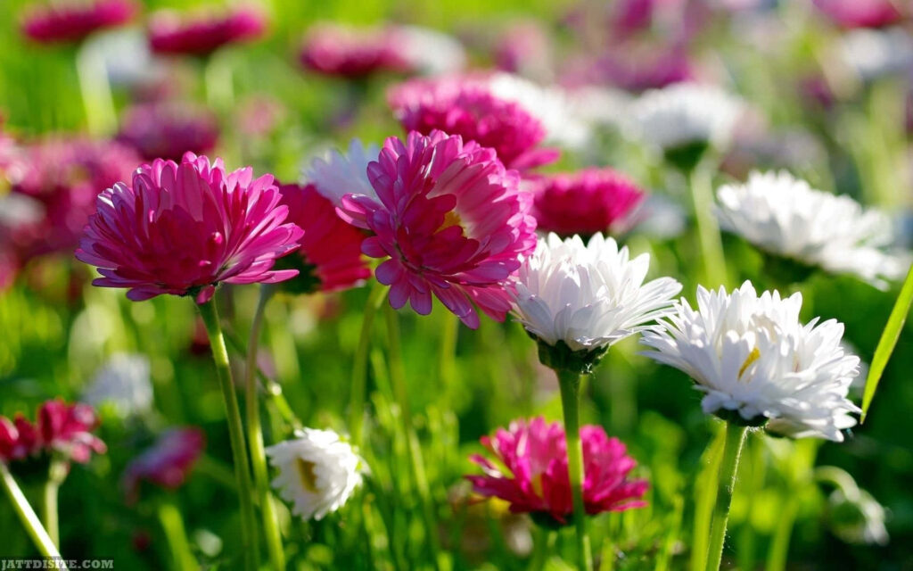 Vibrant Pink & White Flower Field in Lush Green Grass Background Wallpaper