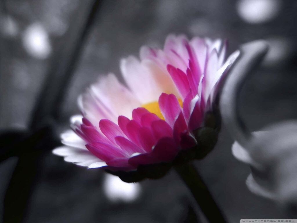 Vibrant Pink Flower with Grayscale Background - Stunning Contrast Wallpaper
