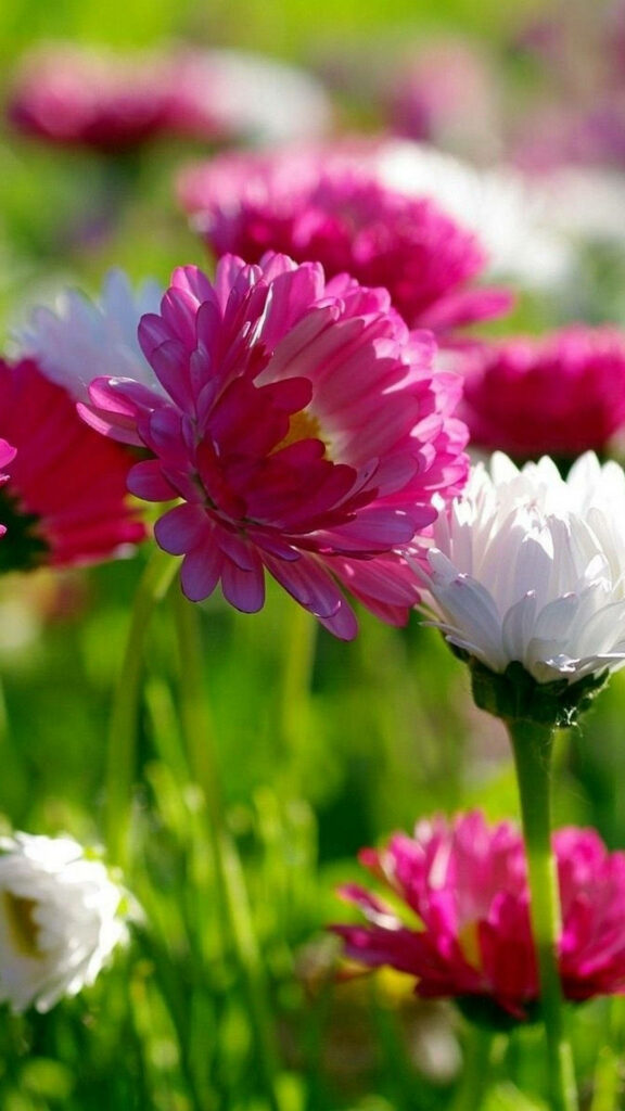 Vibrant Pink & White Spring Flowers iPhone Background Wallpaper