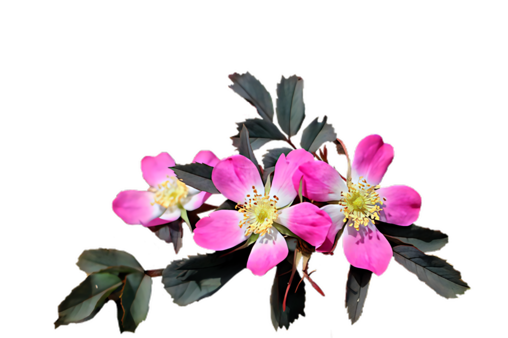 Vibrant Pink Wild Roses on Black: Elegant Botanical Wallpaper