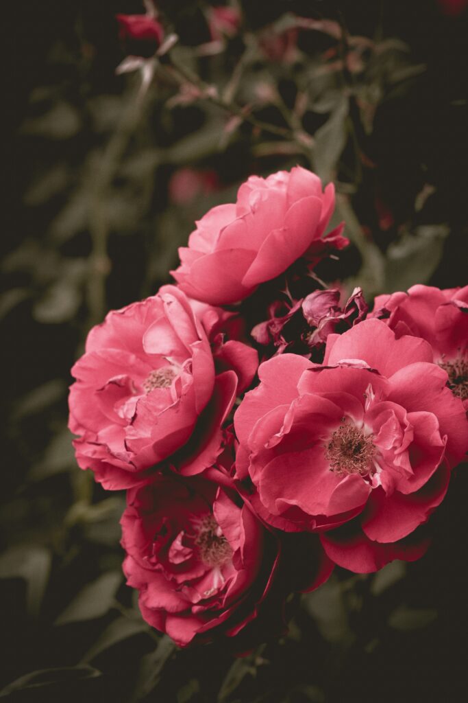 Vibrant Pink Wild Roses on Dark Green Leafy Background Wallpaper