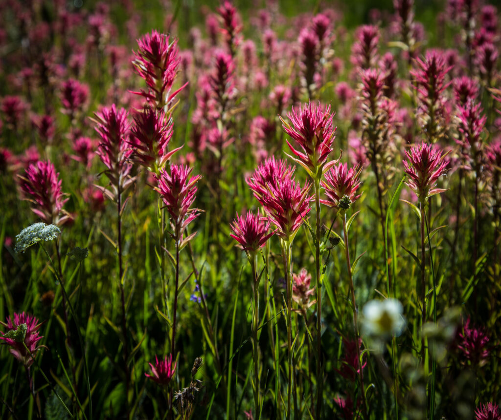 Vibrant Summer Wallpaper: Lush Field of Pink Wildflowers Background