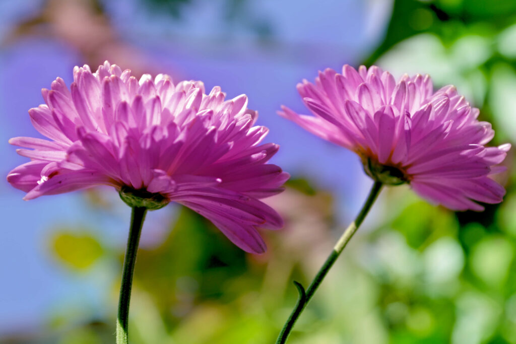 Vibrant Pink Wildflowers Wallpaper - Sunny Nature Background