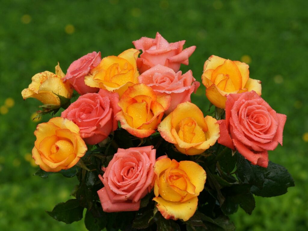 Vibrant Pink & Yellow Rose Bouquet Wallpaper with Dew Drops