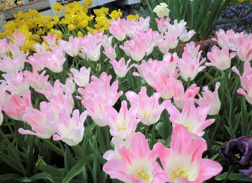 Vibrant Pink & Yellow Tulips: Spring Flowerbed Wallpaper 1920x1400