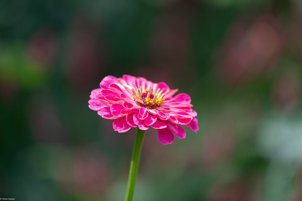 Vibrant Pink Zinnia Flower with Blurred Green Background Wallpaper