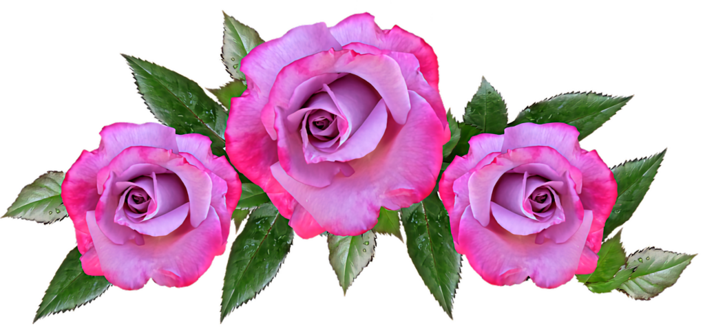 Vibrant Pink & Purple Roses Wallpaper with Green Leaves Background