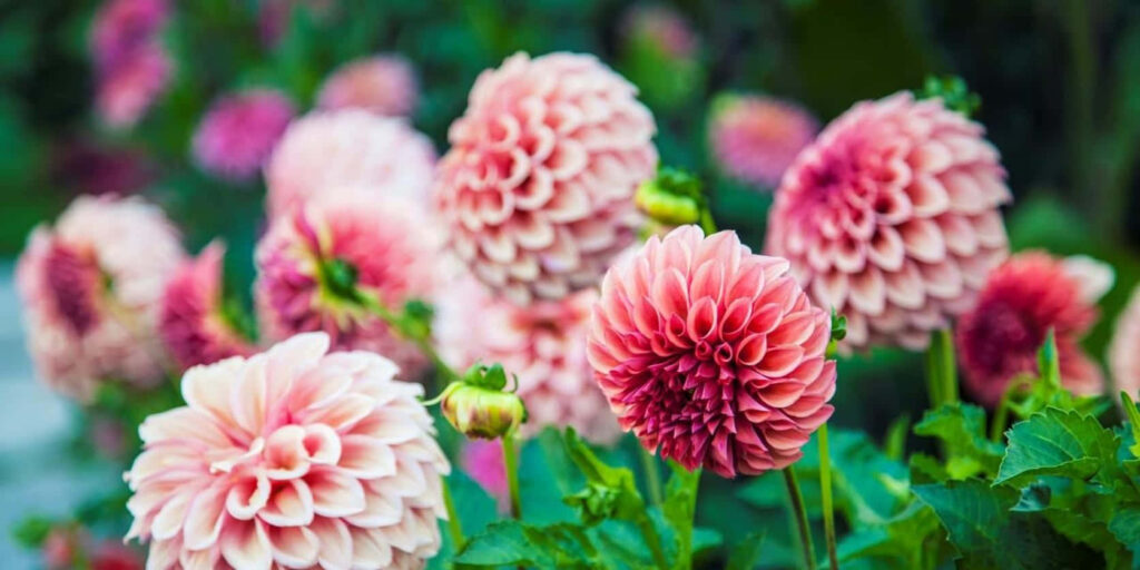 Vibrant Pink and Red Flower Wallpaper Against Lush Green Background