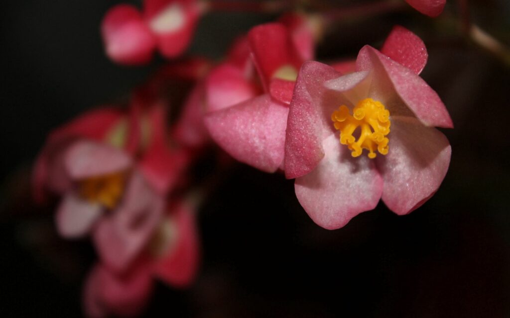 Vibrant Pink & Yellow Flowers in Bloom - Spring Wallpaper Background