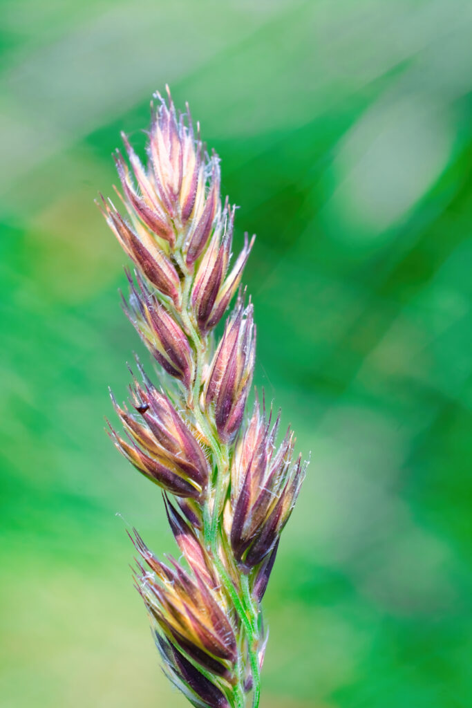 Vibrant Plant Buds Macro Shot | Blurred Green Background Wallpaper