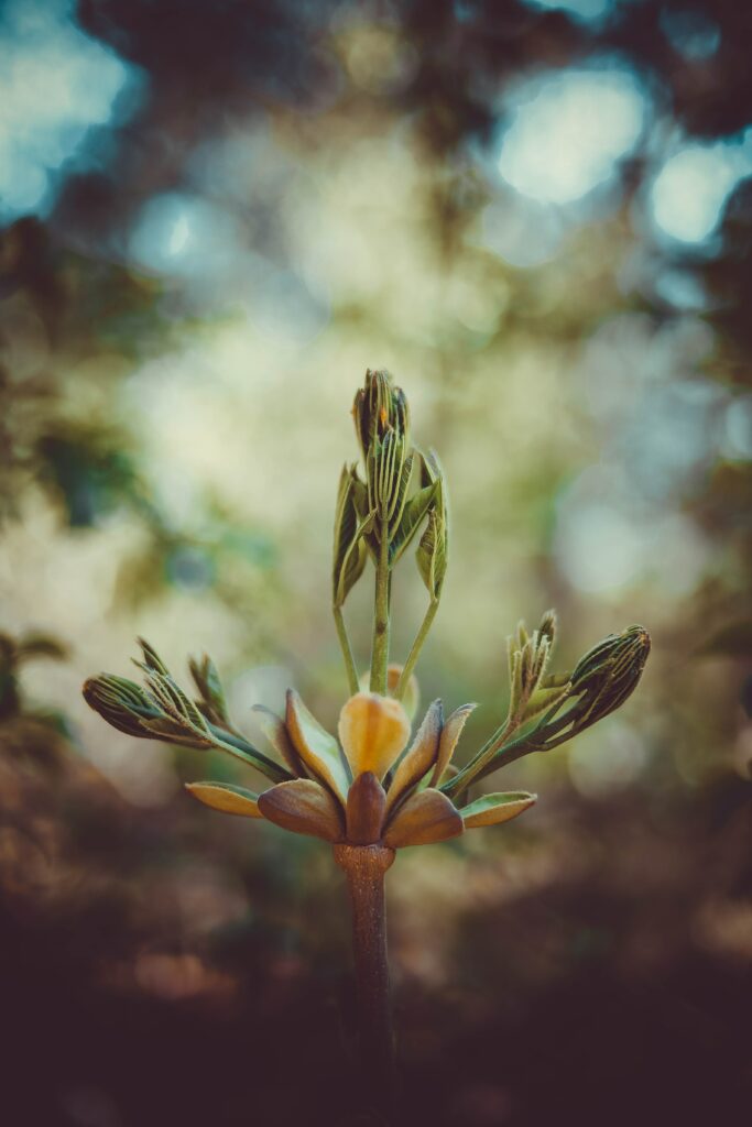 Close-Up Macro of Budding Inflorescence on Vibrant Stem - Wallpaper