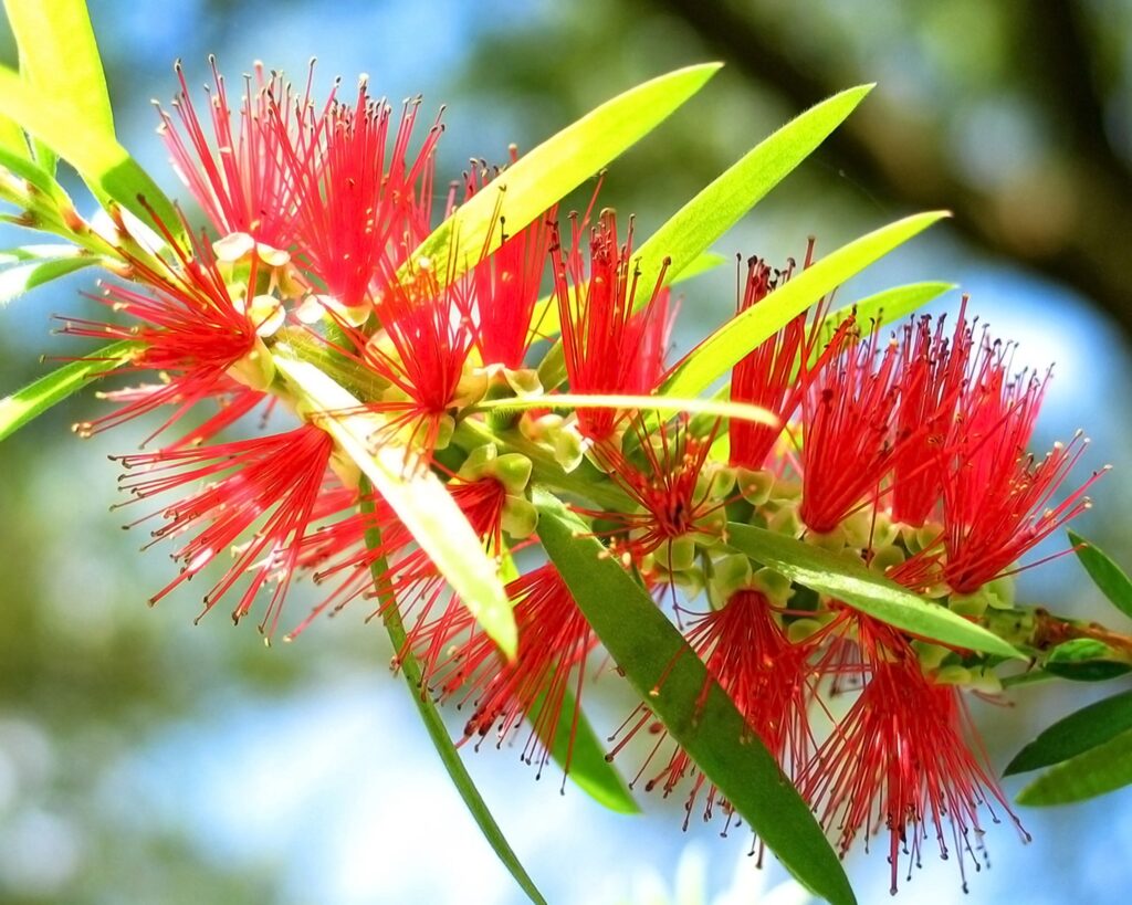 Vibrant Wallpaper: Red Brush Flowers with Green Leaves in Nature