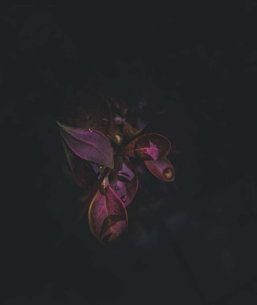 Dark-Themed Wallpaper: Lush Plant with Vibrant Leaves & Water Drops