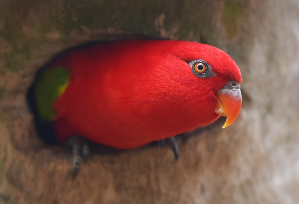 Vibrant Avian Beauty: Stunning HD Wallpaper of a Majestic Red Parrot