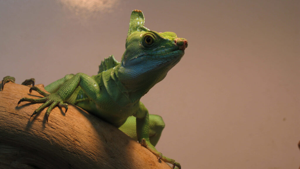 Detailed portrait of Plumed Basilisk Lizard with vibrant green scales and distinctive crest on branch Wallpaper