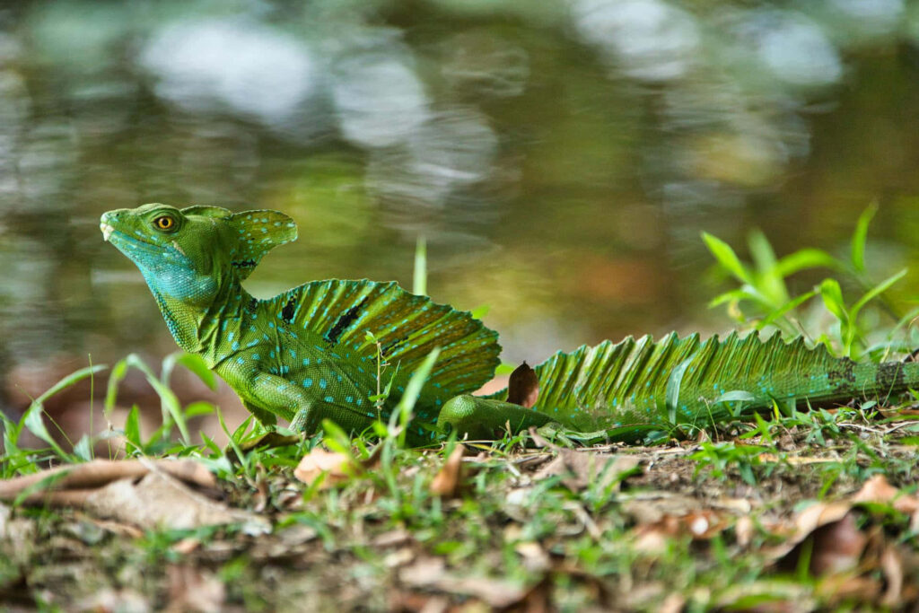 Vibrant green plumed basilisk lizard with crest resting on grassy bank by calm water background Wallpaper