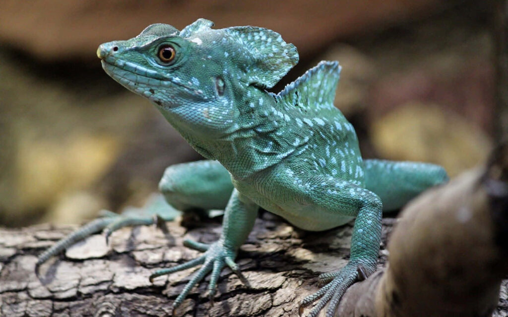 Vibrant plumed basilisk lizard with green scales and crest resting on textured log outdoors Wallpaper