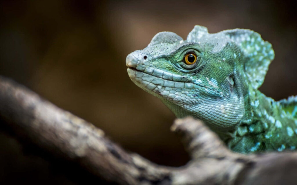 Detailed portrait of vibrant green Plumed Basilisk with distinctive crests on natural background Wallpaper