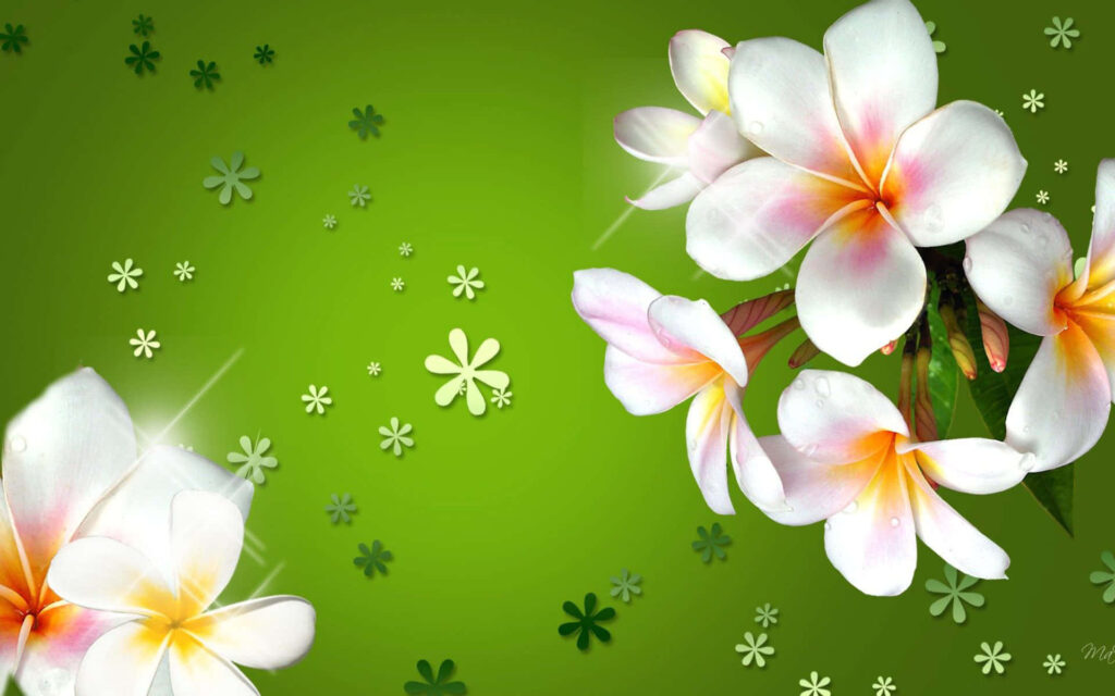 Vibrant Plumeria Wallpaper: Elegant Flowers on Lively Green Background