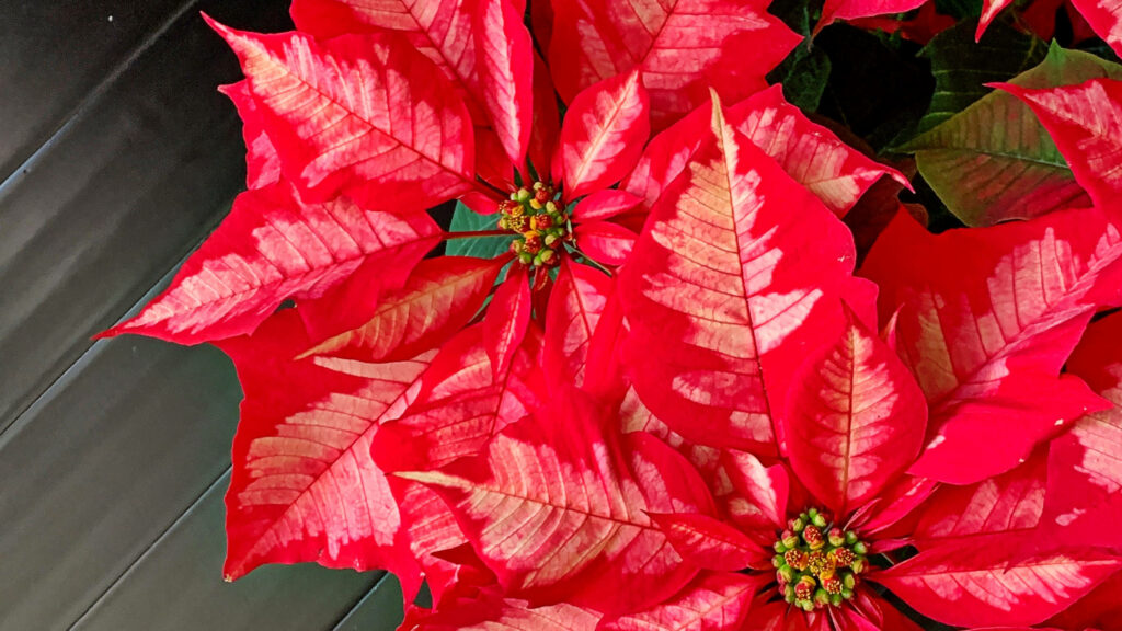 Festive Poinsettia Wallpaper: Striking Red & Green Floral Background