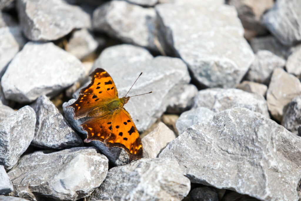 Vibrant Polygonia Comma Butterfly Close-Up on Gray Stones Wallpaper