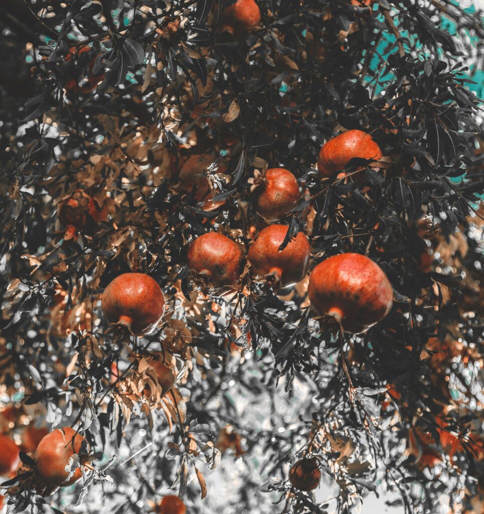 Vibrant Wallpaper: Ripe Pomegranates Amidst Lush Foliage Background