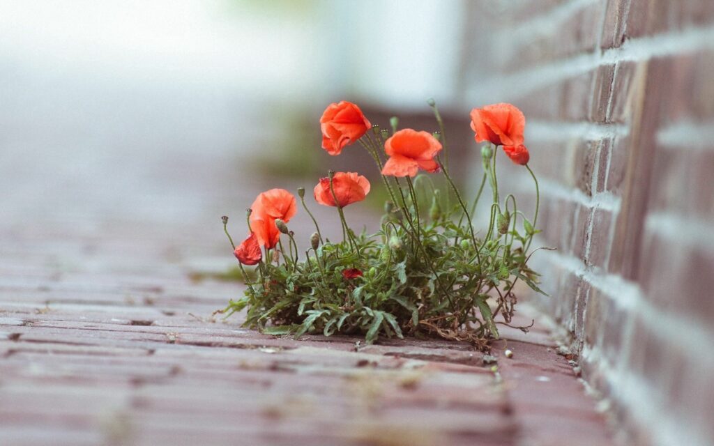 Vibrant Poppies Between Bricks: Colorful Street Wallpaper