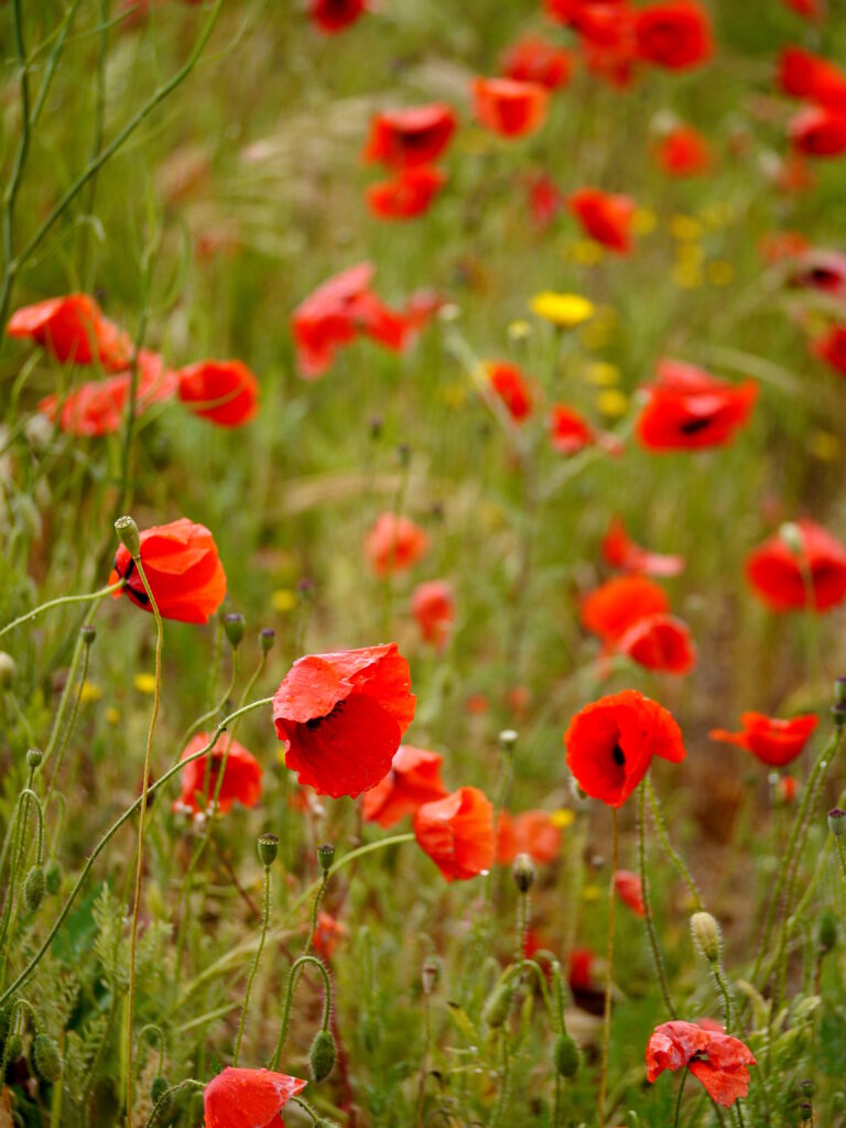 Vibrant Red Poppy Field Wallpaper: Colorful Floral Background