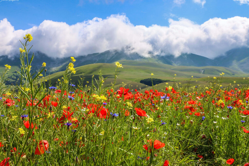 Vibrant Red Poppy Field and Colorful Wildflowers Under Blue Sky Wallpaper