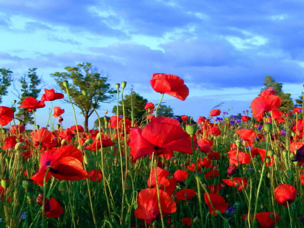Vibrant Red Poppies in Lush Green Field Under Bright Blue Sky Wallpaper