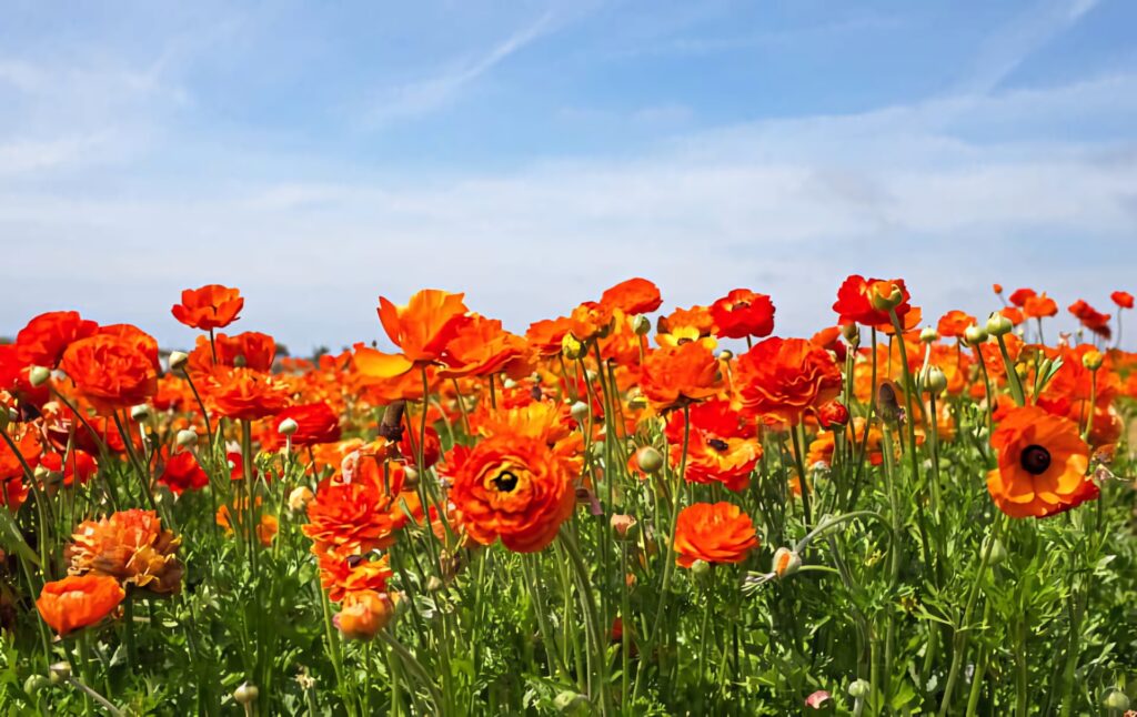 Vibrant Poppy Field Wallpaper: Serene Morning Sunlight Scene