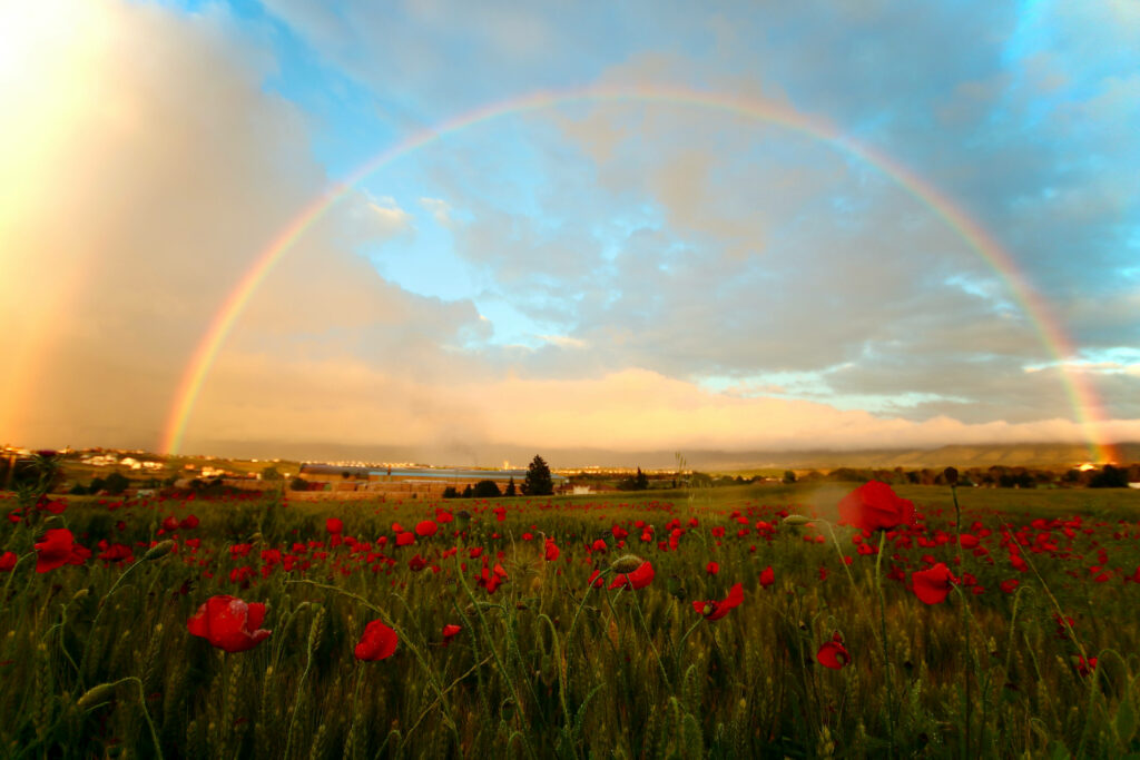 Vibrant Poppy Field Wallpaper with Rainbow in Granada - Stunning Background