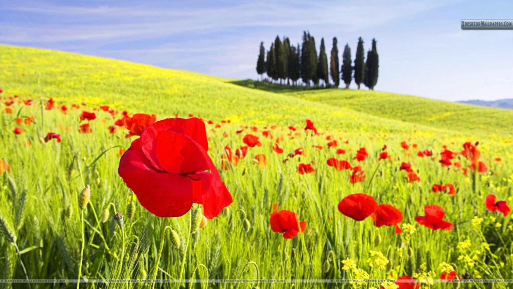 Vibrant Red Poppy Field Wallpaper in Tranquil Tuscany Countryside