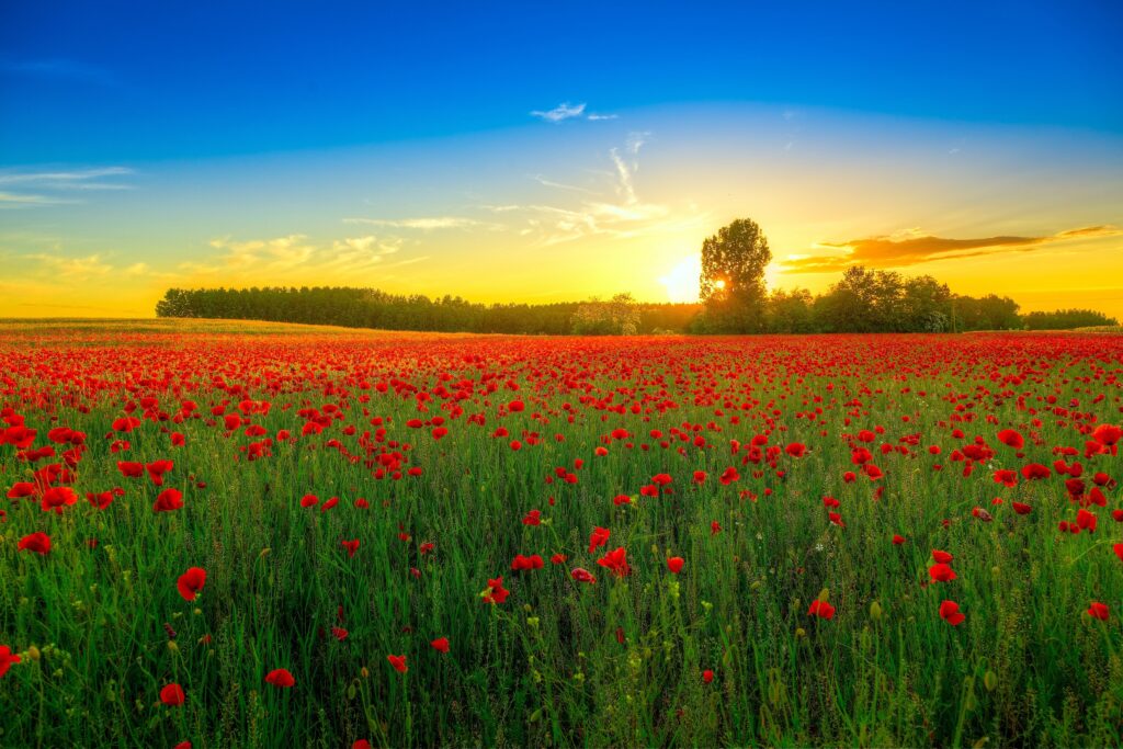 Vibrant blooming poppy field under dramatic sunset sky with golden light and wispy clouds Wallpaper