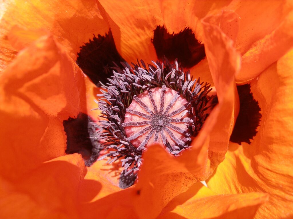 Stunning Poppy Flower Close-Up: Delicate Petals & Intricate Center Wallpaper