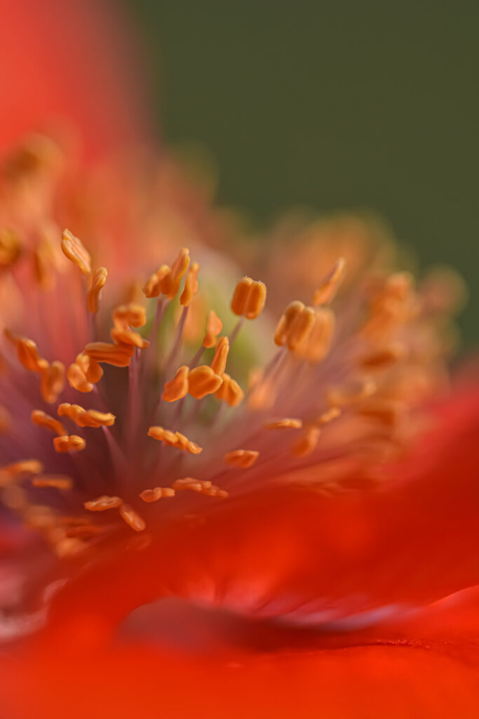 Vivid Poppy Flower Macro Wallpaper: Soft Petals & Intricate Stamens