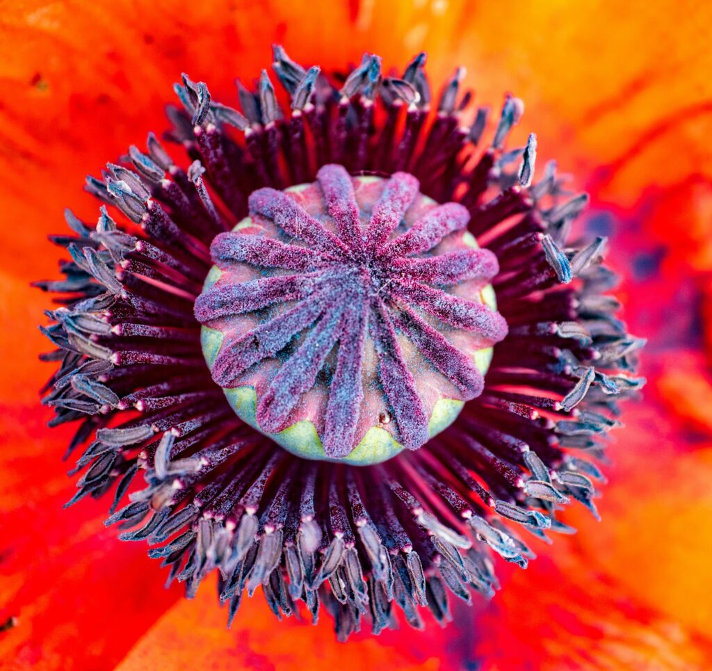 Vibrant Poppy Flower Macro: Detailed Orange & Purple Wallpaper