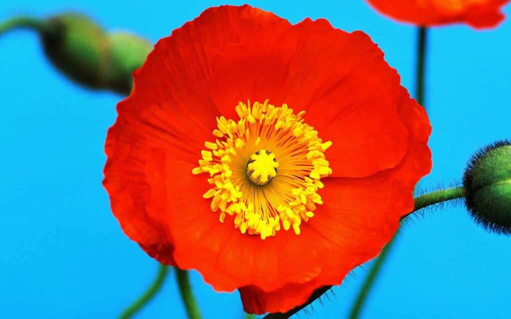 Vibrant Wallpaper: Bright Red Poppy & Yellow Pollen on Blue