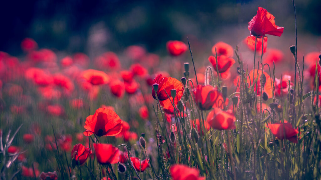 Vibrant Red Poppy Wallpaper: Lush Field & Soft Blurred Background