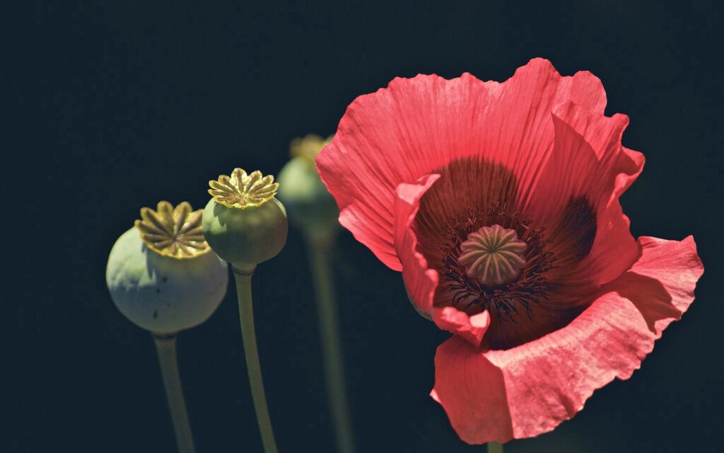 Vibrant Red Poppy Flower Wallpaper Against Dark Background