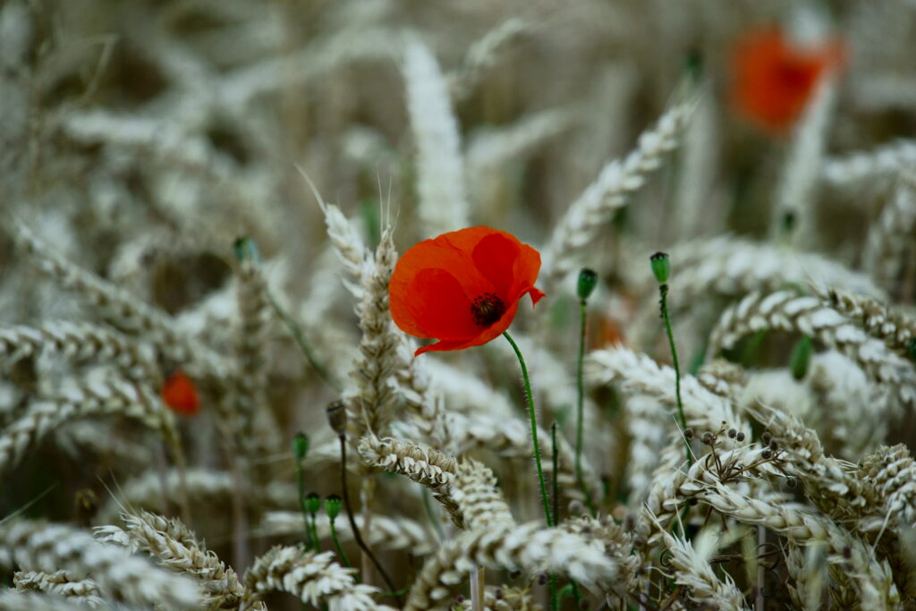 Vibrant Poppy Flower in Golden Wheat Field - Summer Background Wallpaper