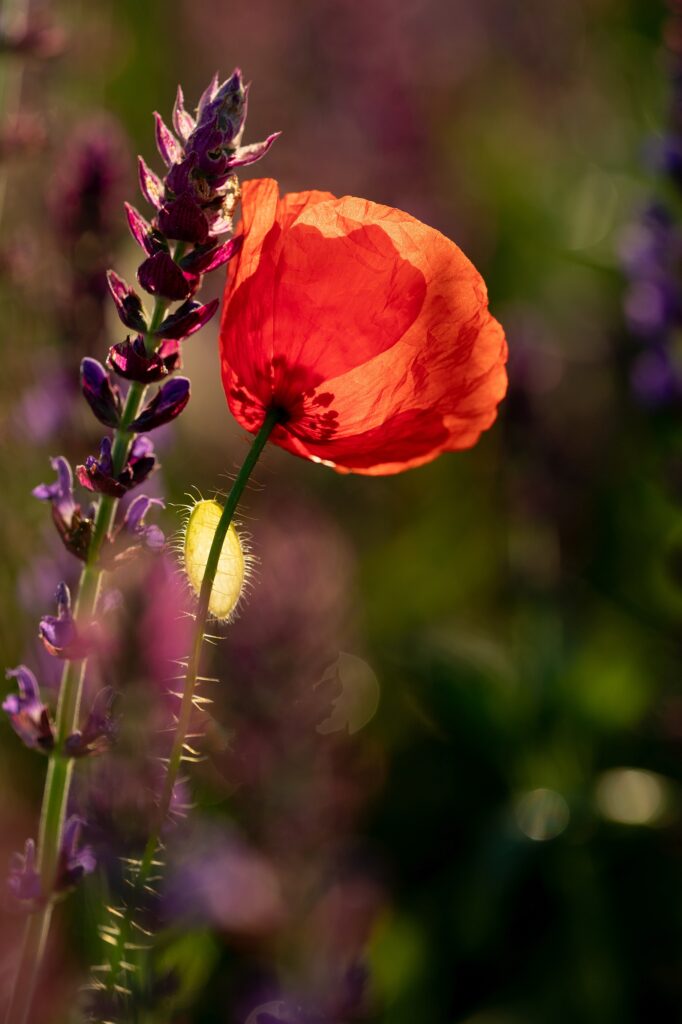 Vibrant Poppy Flower Wallpaper with Lush Green and Purple Background