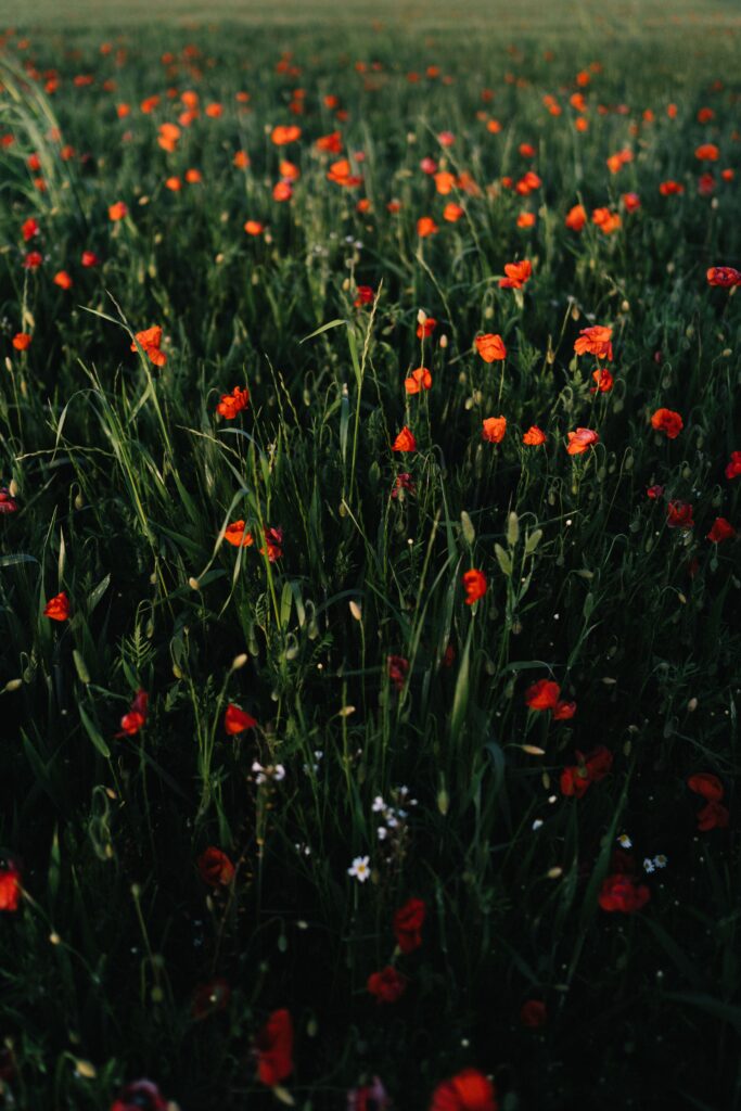 Vibrant Poppy Field Wallpaper: Serene Green Landscape Background
