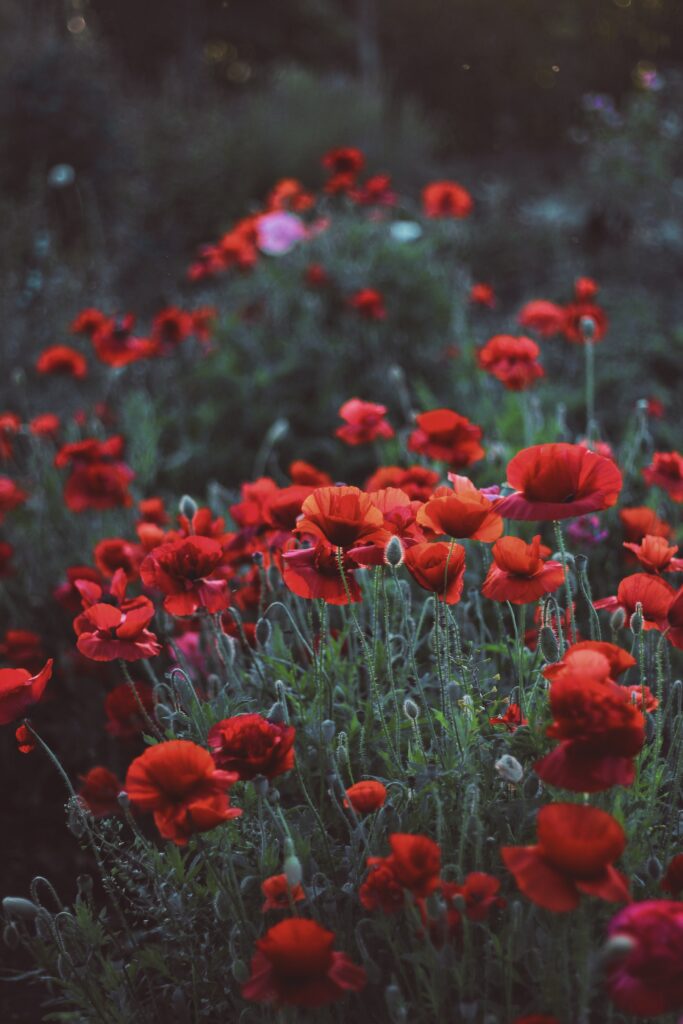 Vibrant Red Poppies in Bloom Against Dark Blurred Background Wallpaper