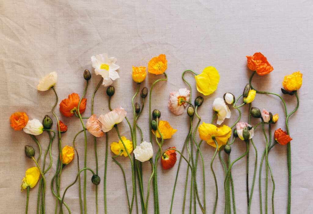 Vibrant Poppy Wallpaper: Orange, Yellow & White Floral Design
