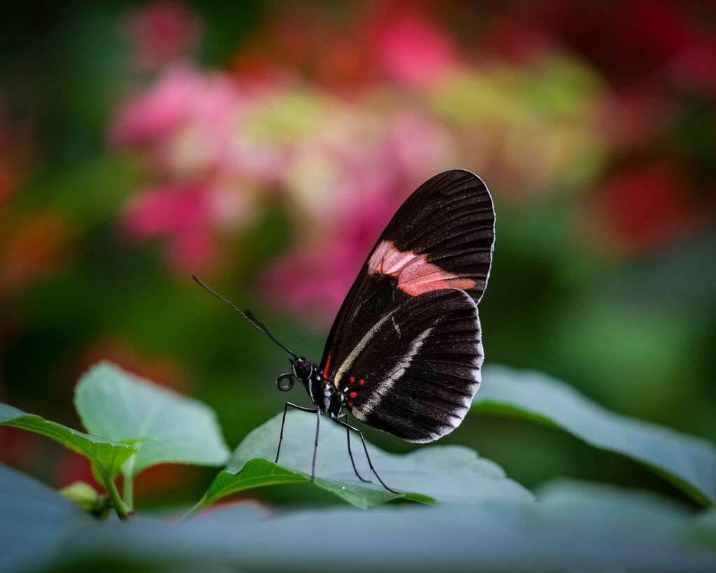Vibrant Postman Butterfly Macro on Green Leaf - Colorful Wallpaper