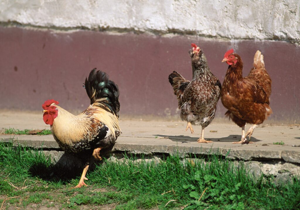 Colorful Rooster and Hens in a Scenic Farm Setting Wallpaper